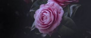 Превью обои розы, розовый, куст, цветение, бутоны
