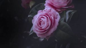 Превью обои розы, розовый, куст, цветение, бутоны