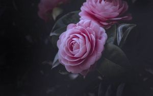 Превью обои розы, розовый, куст, цветение, бутоны
