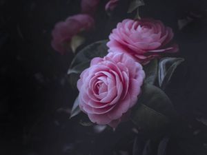 Превью обои розы, розовый, куст, цветение, бутоны