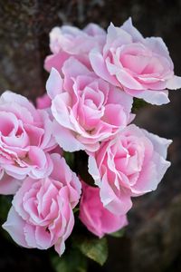 Превью обои розы, розовый, лепестки, цветы, размытие