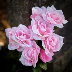 Превью обои розы, розовый, лепестки, цветы, размытие