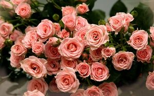 Превью обои розы, розовый, лепестки, букет