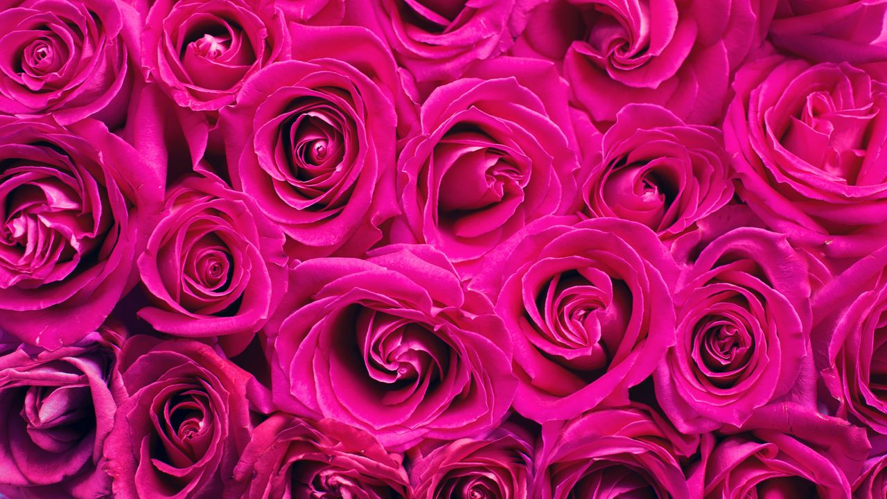 Обои розы, розовый, цветы, букет, лепестки