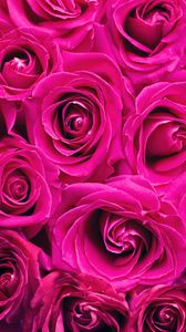 Превью обои розы, розовый, цветы, букет, лепестки