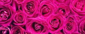 Превью обои розы, розовый, цветы, букет, лепестки