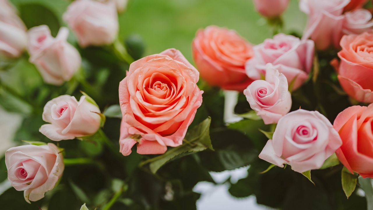 Обои розы, розовый, цветы, цветение, растение