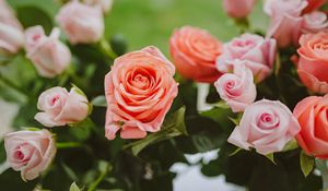 Превью обои розы, розовый, цветы, цветение, растение