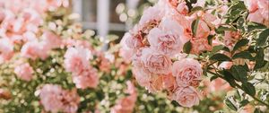 Превью обои розы, розовый, цветы, куст, растение