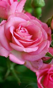 Превью обои розы, розовый, цветы, букет