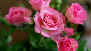 Превью обои розы, розовый, цветы, букет