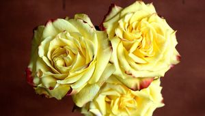 Превью обои розы, три, желтые, резкость