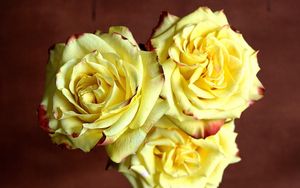 Превью обои розы, три, желтые, резкость