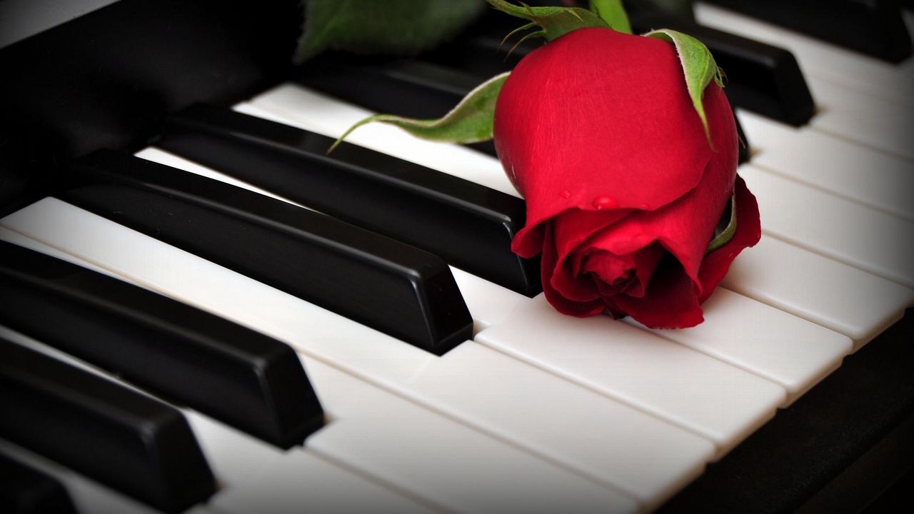 Обои розы, цветок, клавиши, пианино