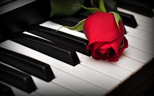Превью обои розы, цветок, клавиши, пианино