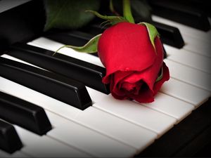Превью обои розы, цветок, клавиши, пианино