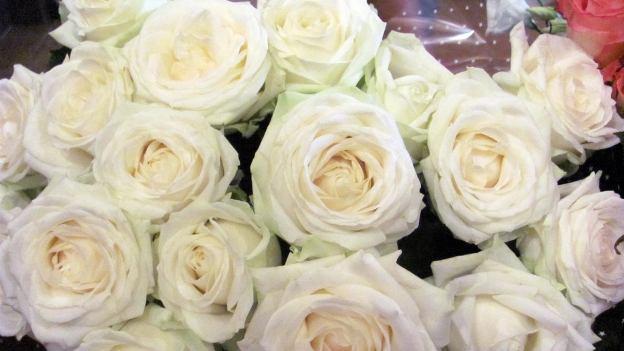 Обои розы, цветы, белоснежные, букет, упаковка