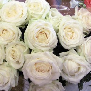 Превью обои розы, цветы, белоснежные, букет, упаковка