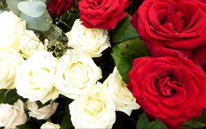 Превью обои розы, цветы, белые, красные, гипсофил