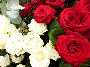 Превью обои розы, цветы, белые, красные, гипсофил