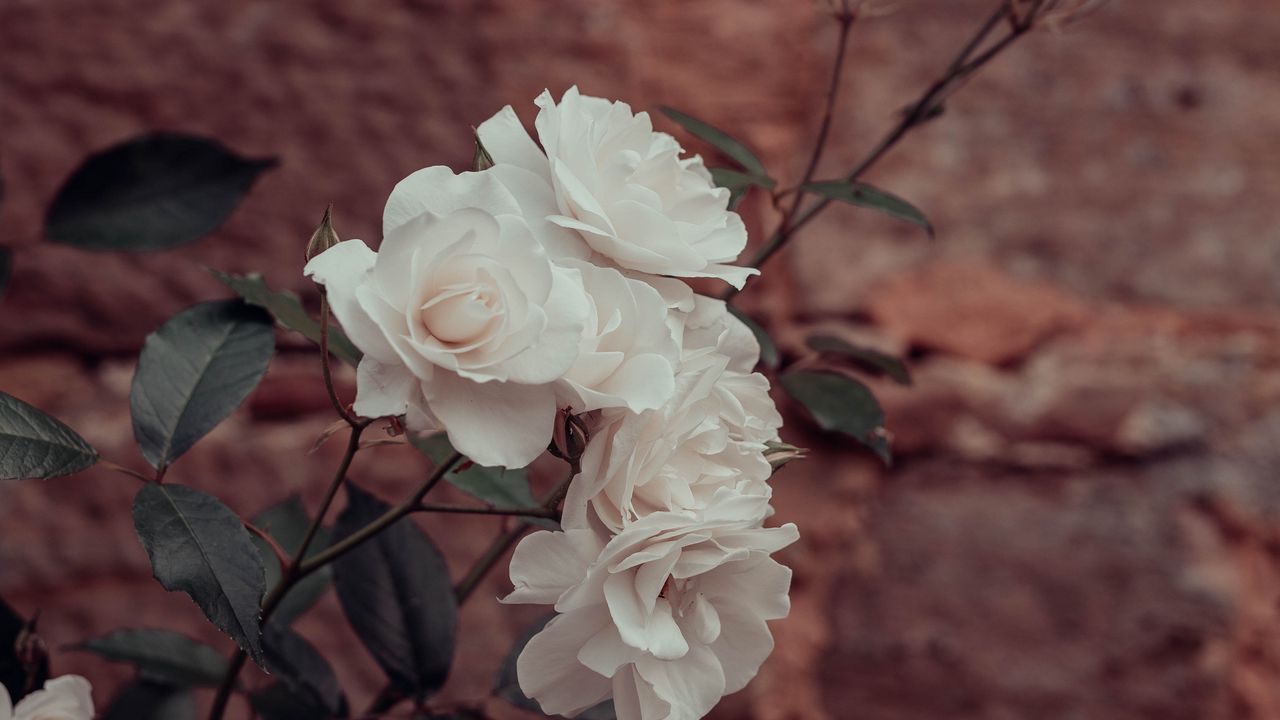 Обои розы, цветы, белый, растение, стена