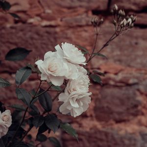 Превью обои розы, цветы, белый, растение, стена
