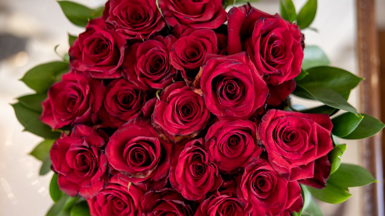 Обои розы, цветы, букет, бутоны, красный