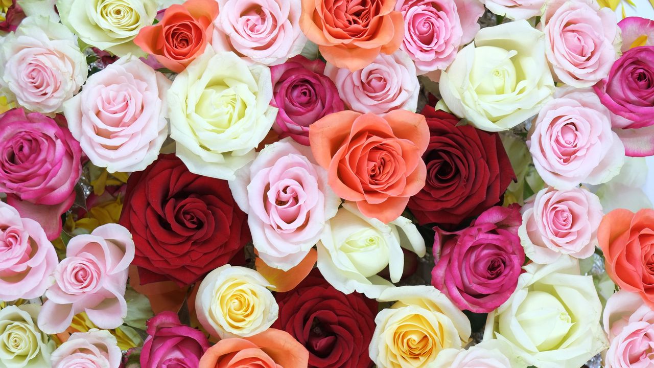 Обои розы, цветы, букет, разноцветный