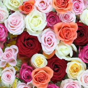 Превью обои розы, цветы, букет, разноцветный