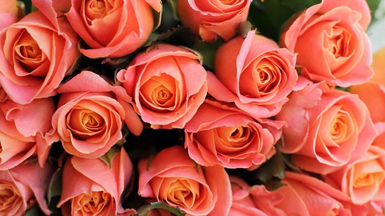 Обои розы, цветы, букет, розовый, коралловый, подарок, романтичный