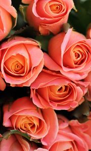Превью обои розы, цветы, букет, розовый, коралловый, подарок, романтичный