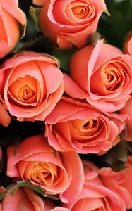 Превью обои розы, цветы, букет, розовый, коралловый, подарок, романтичный