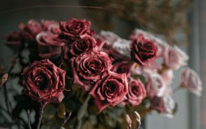 Превью обои розы, цветы, букет, красный, розовый