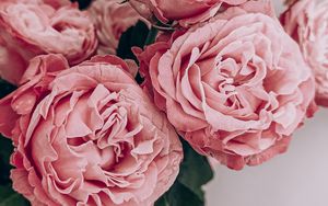 Превью обои розы, цветы, букет, розовый, композиция