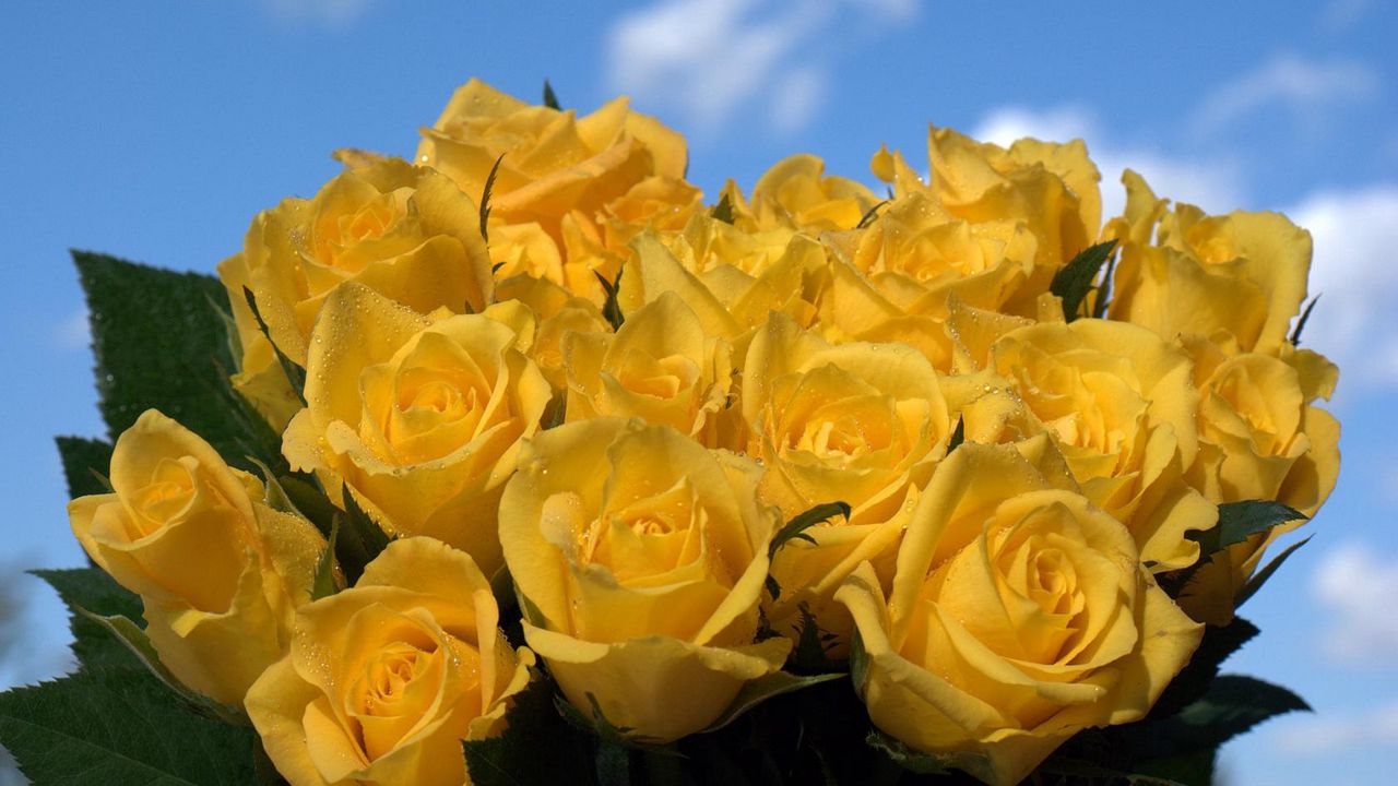 Обои розы, цветы, букет, желтые, небо, капли