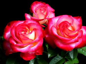 Превью обои розы, цветы, букет, три, яркие, крупный план
