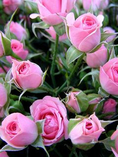 Красивые картинки с надписью розы для тебя (44 фото)