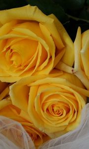 Превью обои розы, цветы, букет, желтые, лежат, сетка