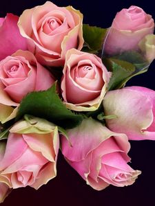 Превью обои розы, цветы, букет, бутоны, розовые