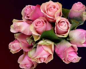 Превью обои розы, цветы, букет, бутоны, розовые