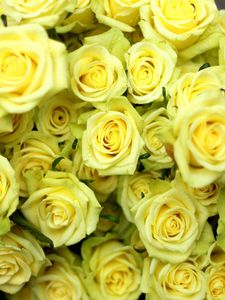 Превью обои розы, цветы, букет, желтые, капли, мокрые