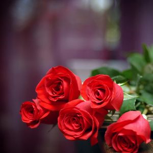 Превью обои розы, цветы, букет, красные, лежат