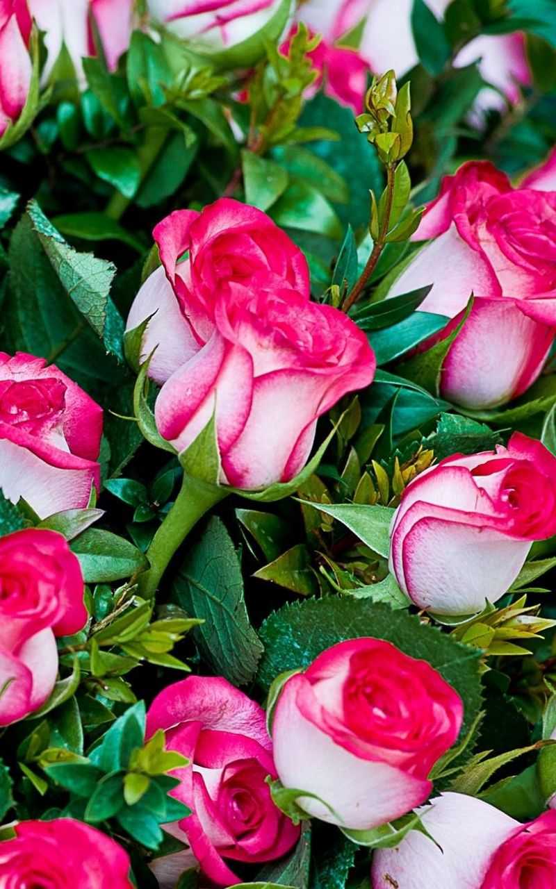 Бесплатные заставки розы на заставку телефона. Красивые цветы. Букет шикарный. Роскошные цветы. Шикарные цветы.