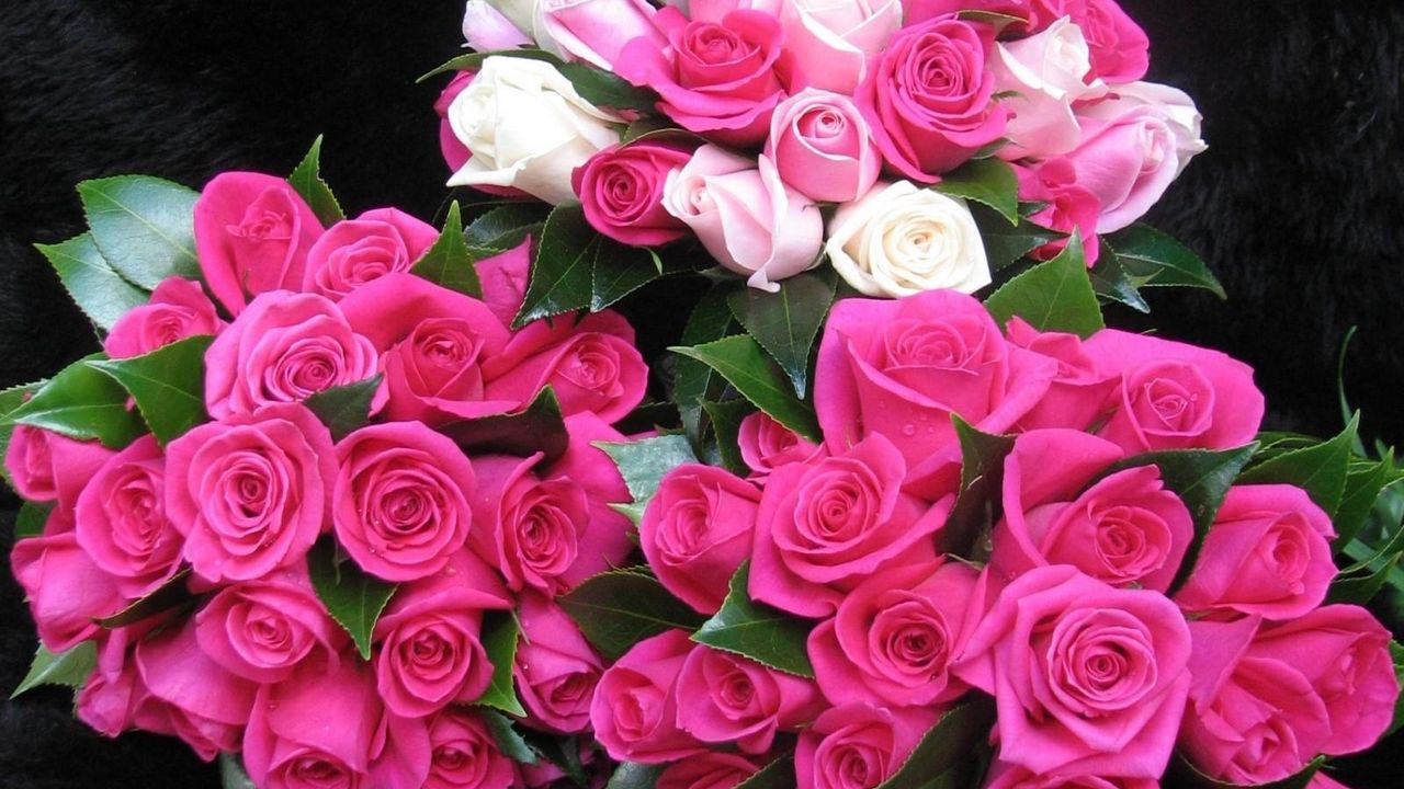 Обои розы, цветы, букеты, три, капли, свежесть, оформление, красота