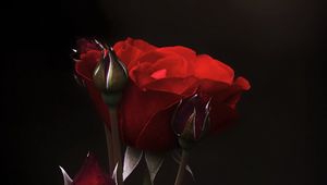 Превью обои розы, цветы, бутоны, лепестки, красный, темный