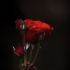 Превью обои розы, цветы, бутоны, лепестки, красный, темный