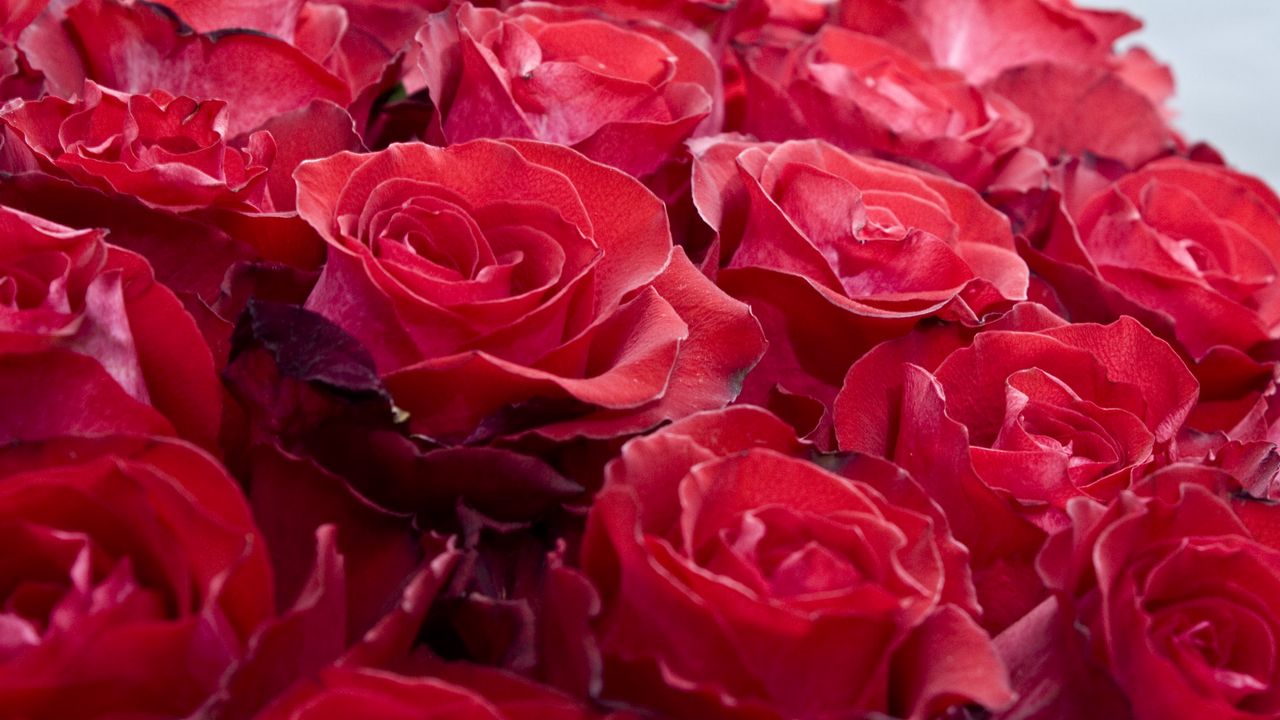 Обои розы, цветы, бутоны, красные, красиво