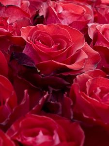 Превью обои розы, цветы, бутоны, красные, красиво