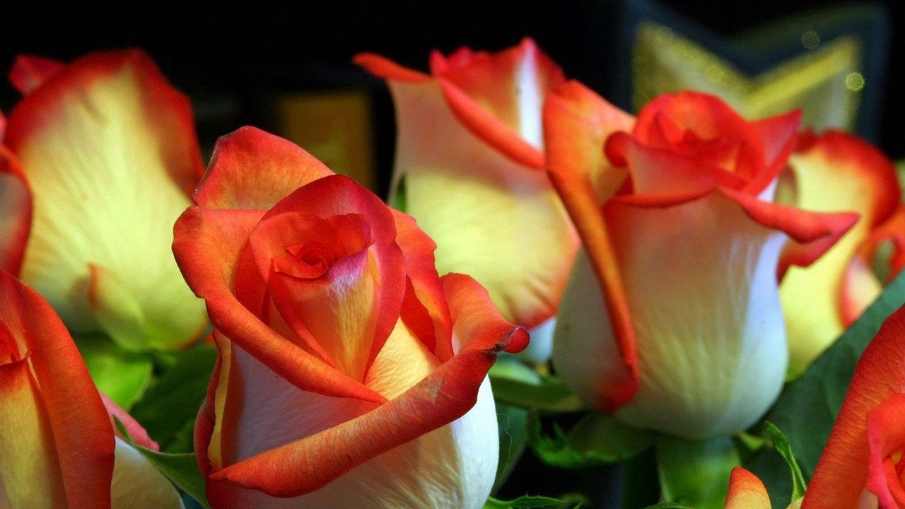 Обои розы, цветы, бутоны, оранжевые, зелень