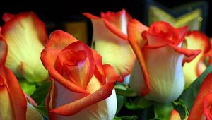 Превью обои розы, цветы, бутоны, оранжевые, зелень